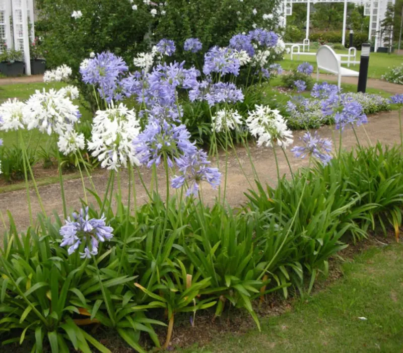 Agapanthus