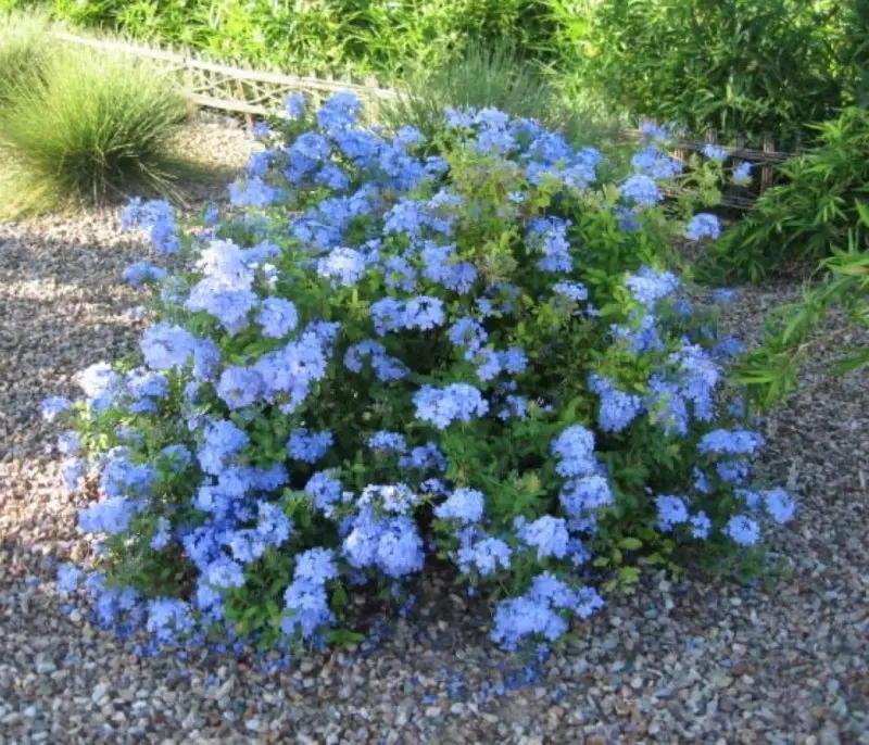 Blue Plumbago