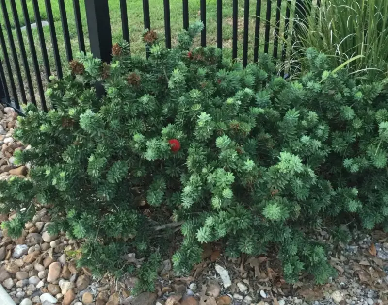 Dwarf Bottle Brush