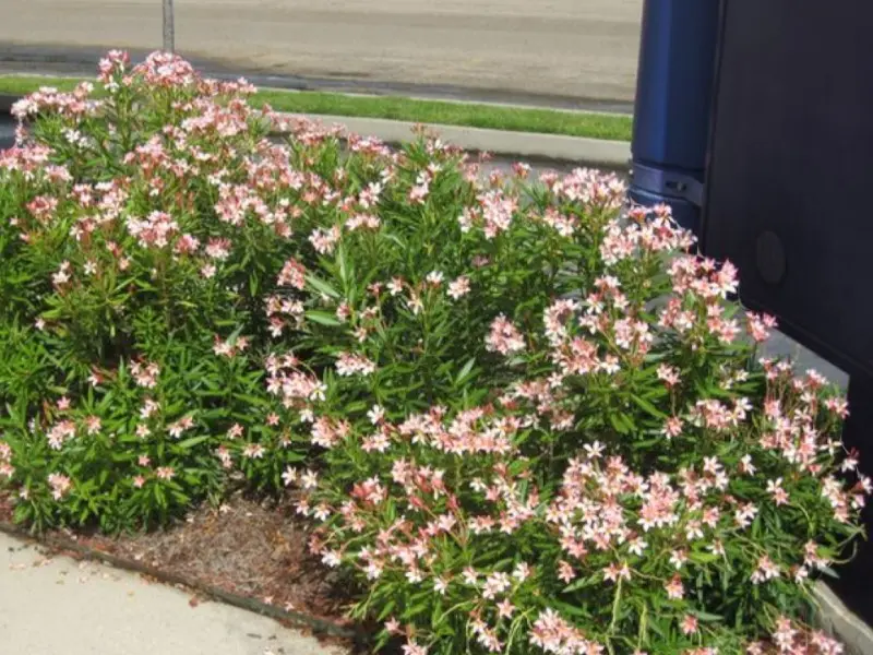 Dwarf Oleander