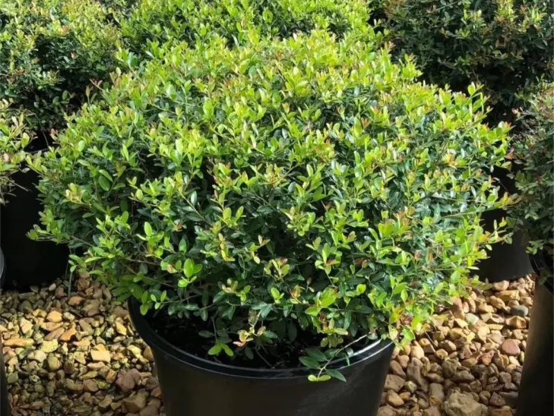 Dwarf Yaupon Holly