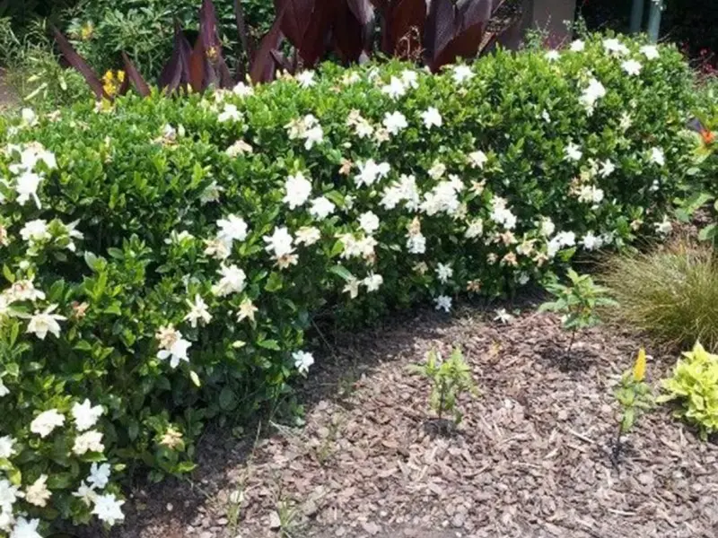 Gardenia