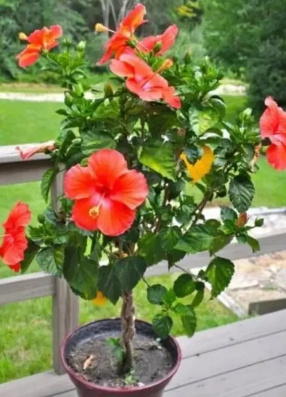 Hibiscus