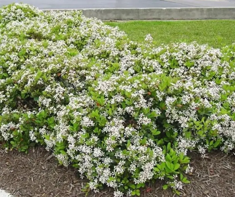 Indian Hawthorn