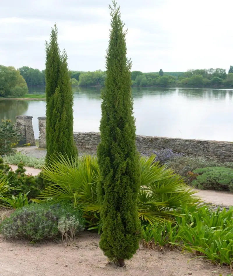 Italian Cypress