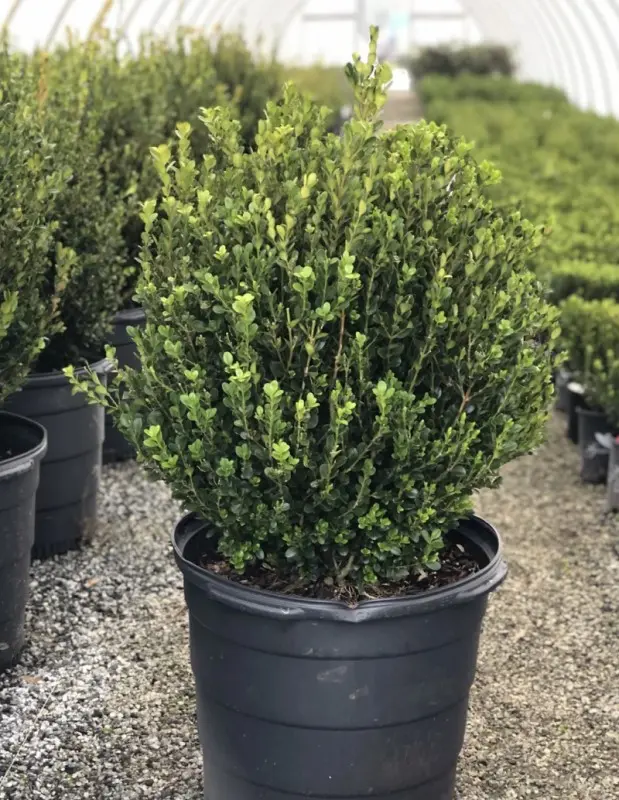 Japanese Boxwood