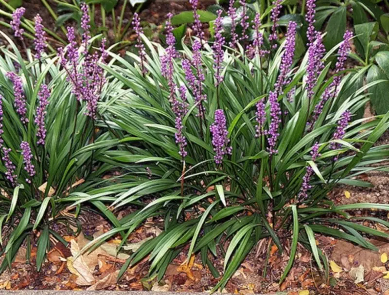 Liriope Grass