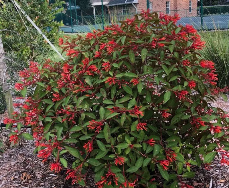 Mexican Fire Bush