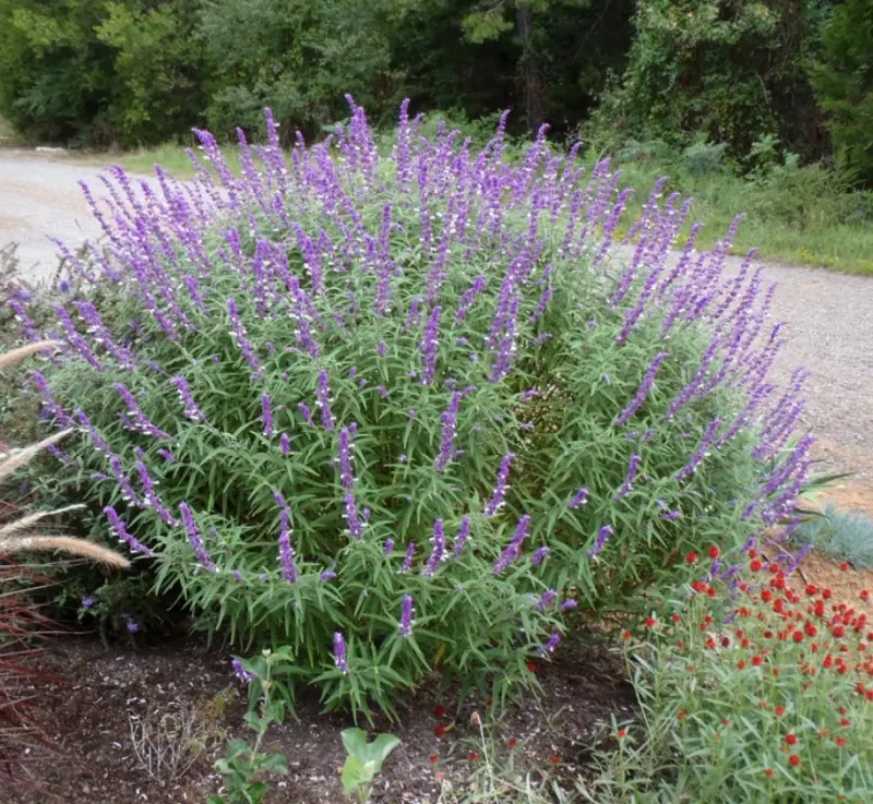 Mexican Sage