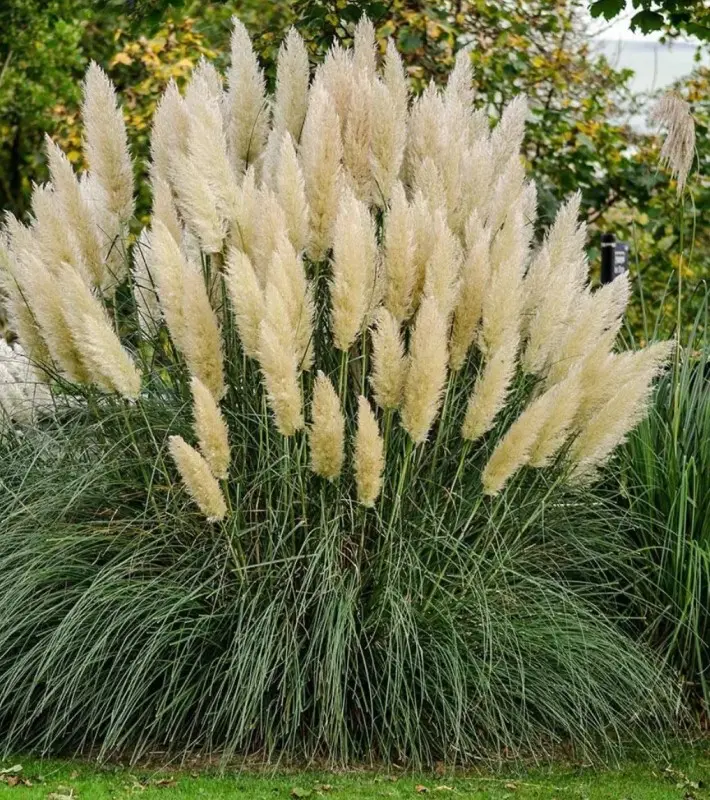 Pampas Grass