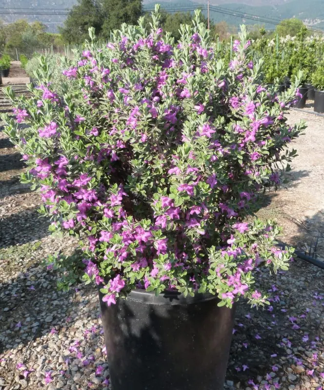 Texas Sage