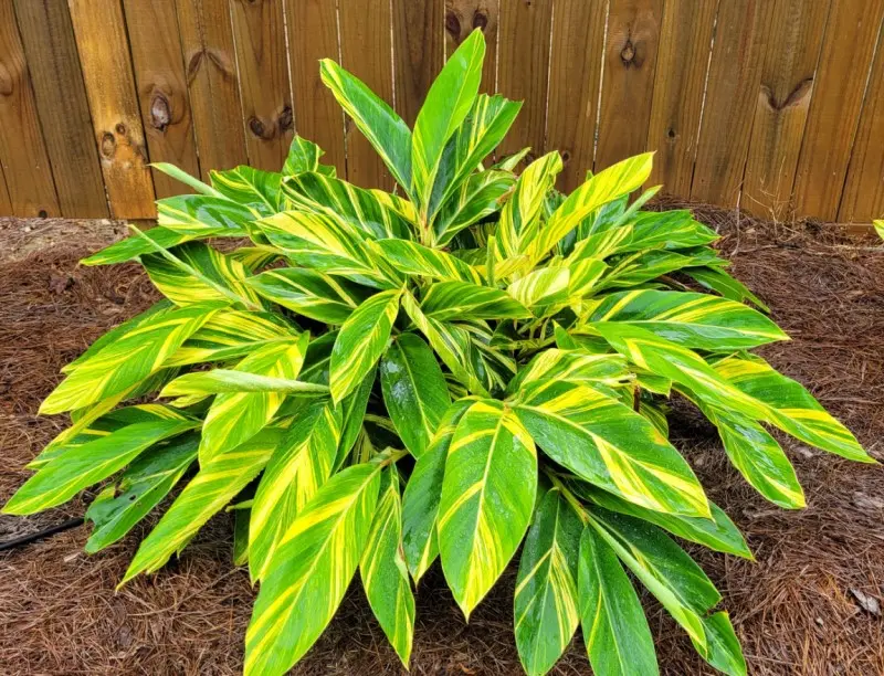 Variegated Ginger