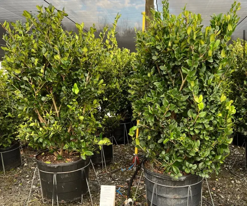 Wax Leaf Ligustrum