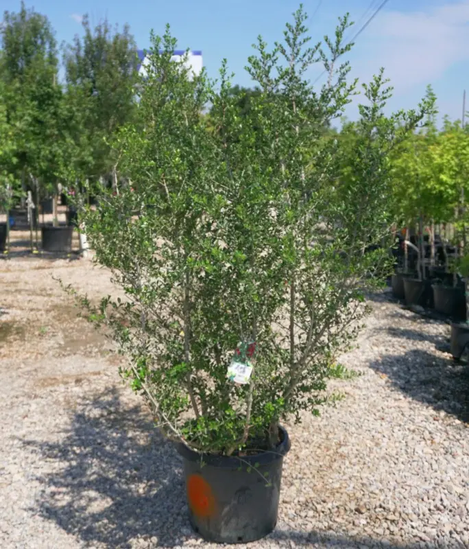 Yaupon Holly