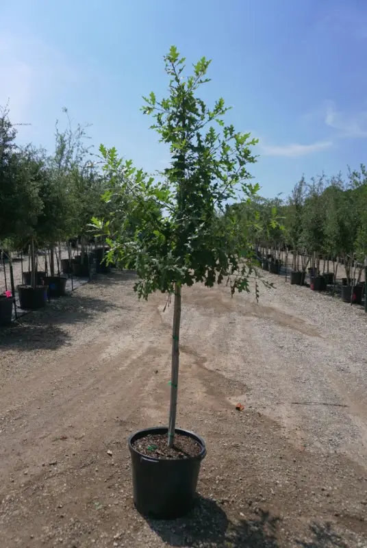 Bur Oak