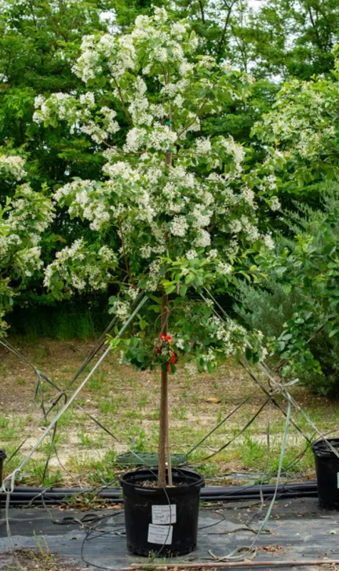 Chinese Fringe Tree