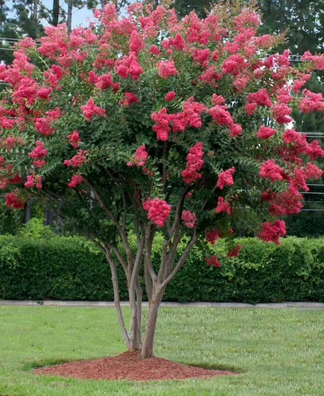 Crepe Myrtle