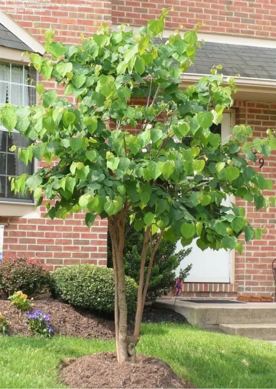 Eastern Redbud