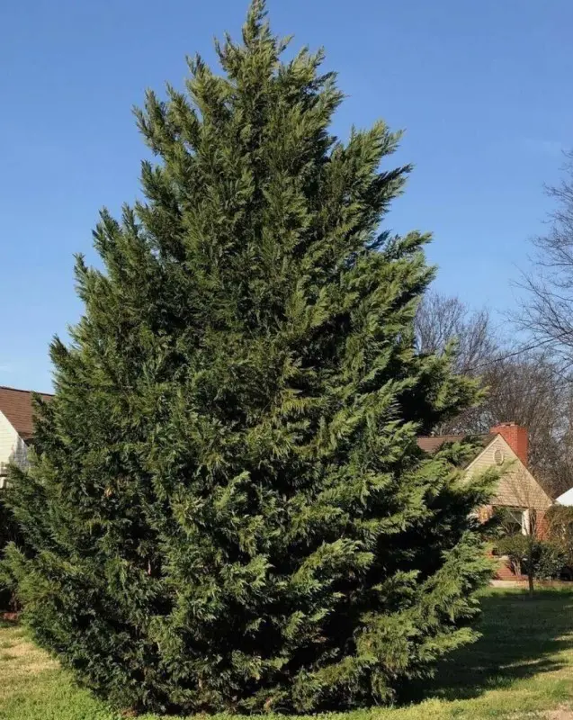 Leyland Cypress